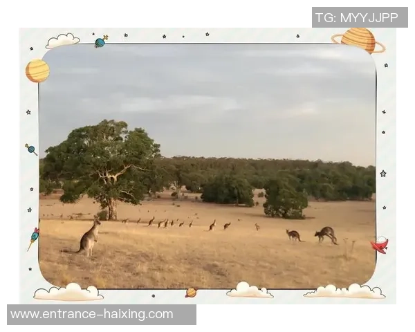 墨尔本袋鼠与堪培拉资本大学的精彩对决分析与展望 墨尔本袋鼠与堪培拉资本大学的精彩对决分析与展望